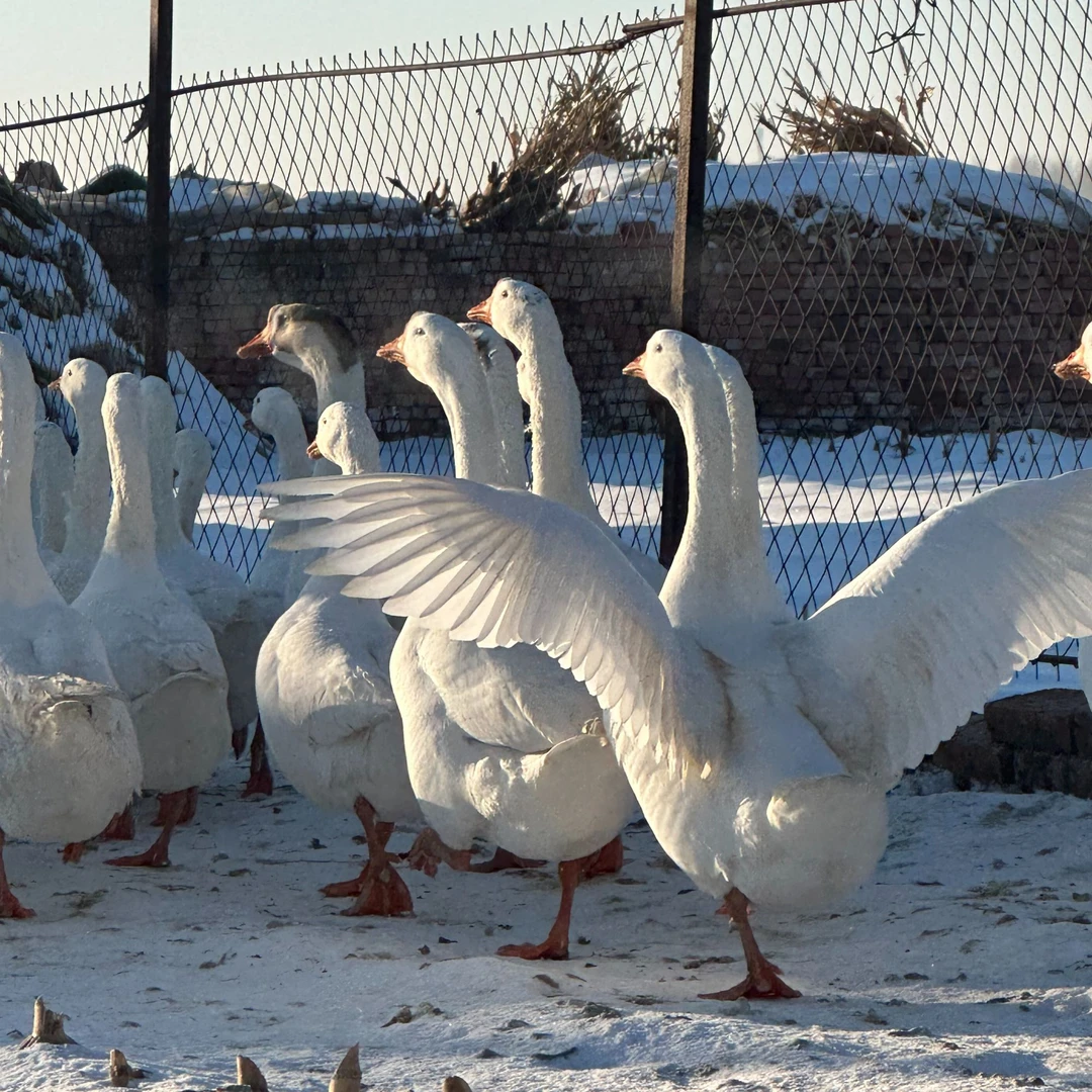 东北散养粮食大鹅一只杀后