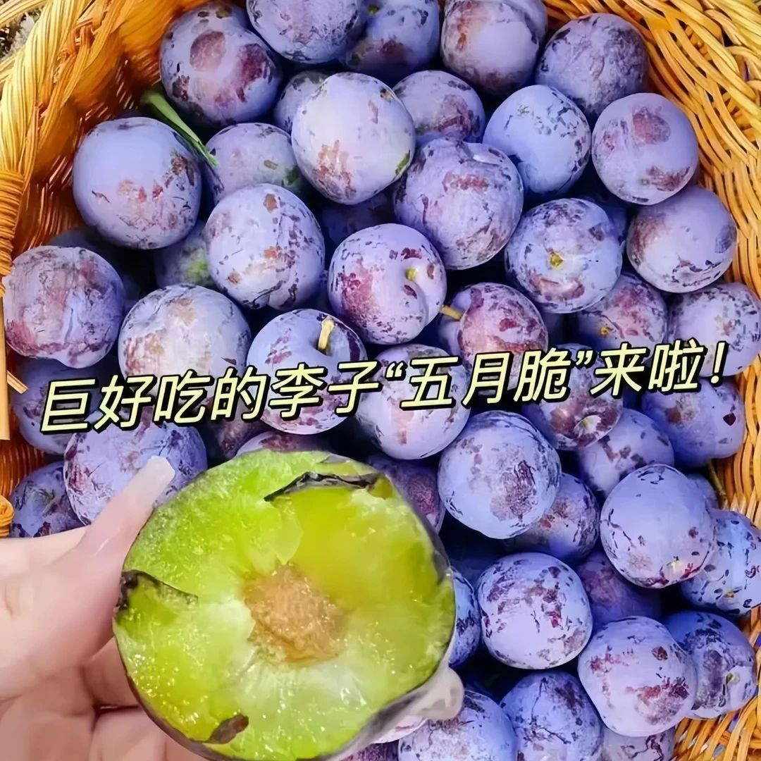 正宗嫁接【五月脆李子苗】裸根保湿高成活庭院阳台花园楼顶种植