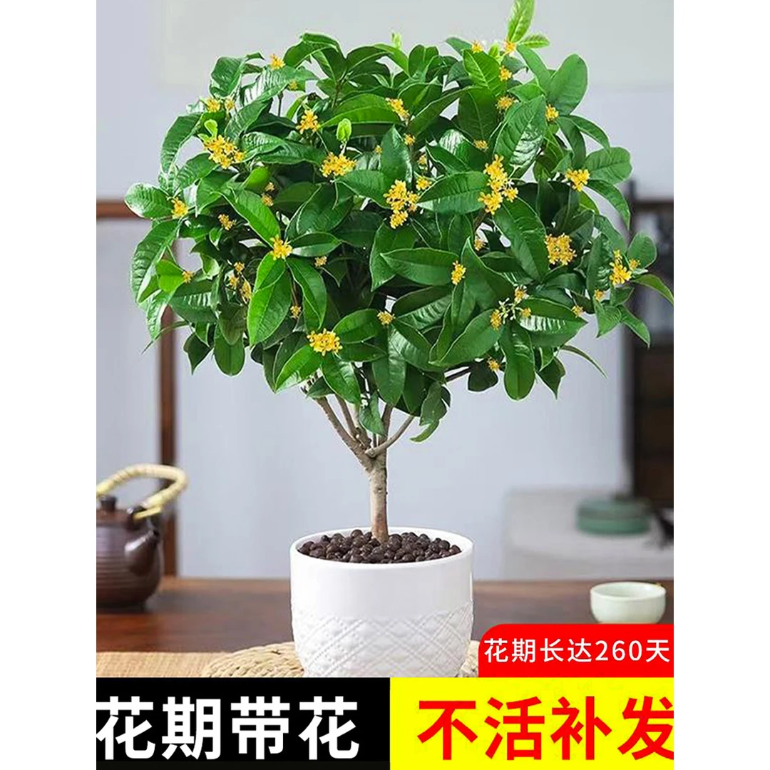 桂花树苗盆栽可食用金桂四季桂开花不断室内外阳台庭院浓香型花卉