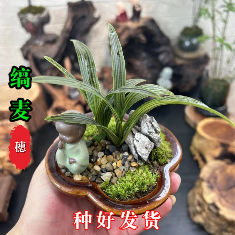 缟麦穗山野草兰花桌面栽茶桌四季常青绿植【种好发货】好养易活