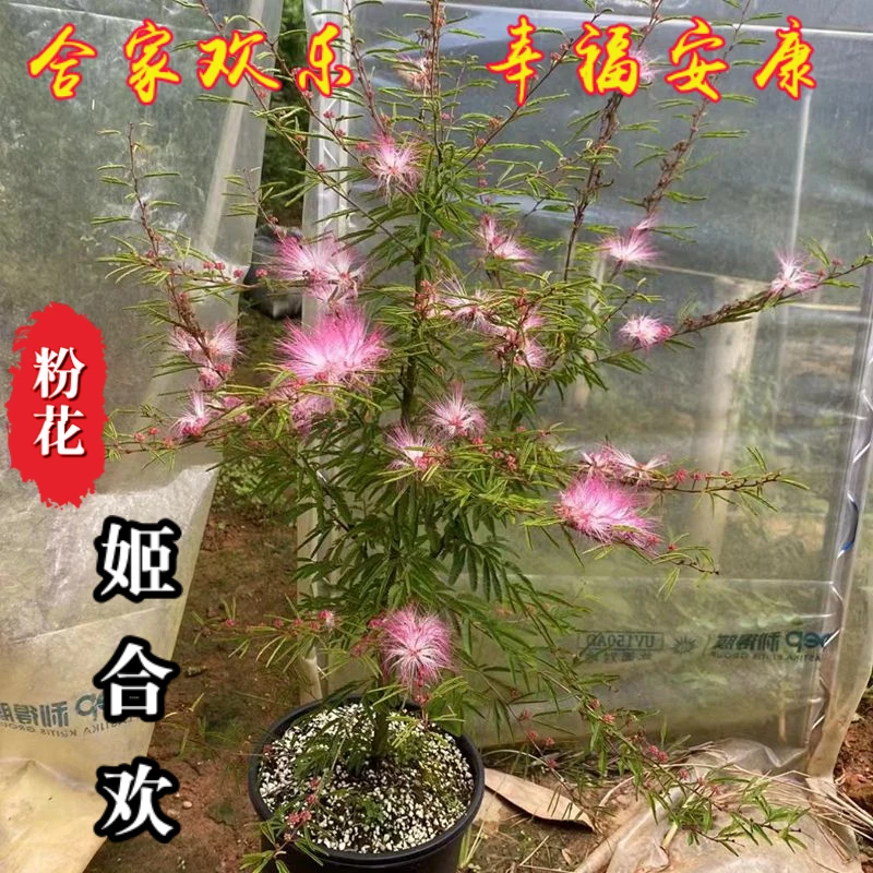 姬合欢1棵 老桩合欢花室内室外小盆栽盆景绿植粉色花阳台庭院花卉