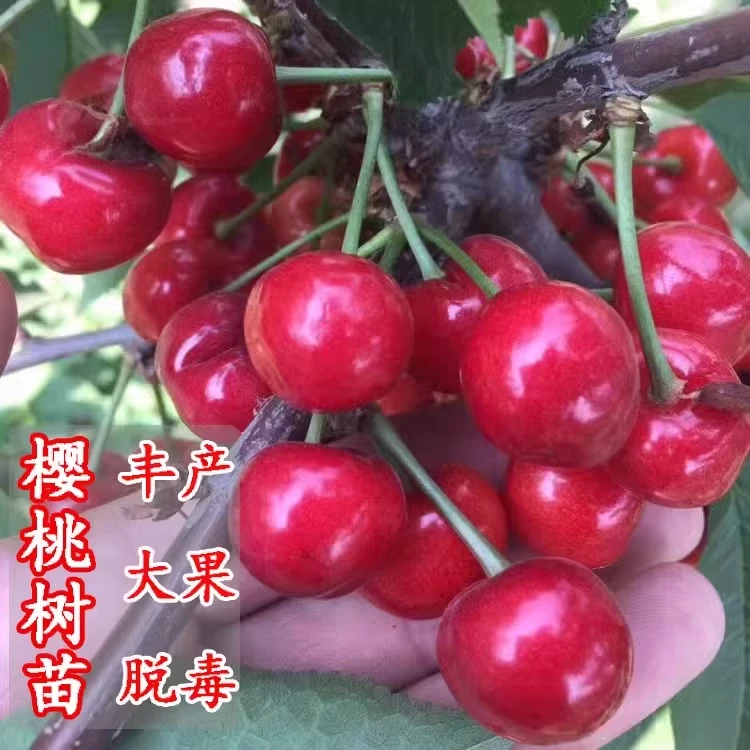 车厘子树苗盆栽南方北方种植黑珍珠矮化樱桃树苗嫁接客厅庭院果树