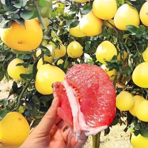盆栽红心柚子树苗果树果苗红心蜜柚庭院嫁接南方种植水果