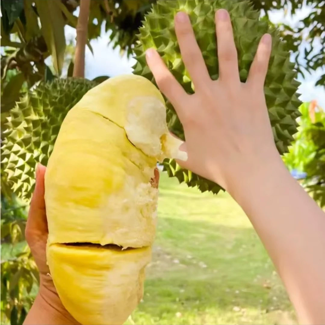 云南金枕头榴莲树苗盆栽果树苗南北种植猫山王庭院阳台四季种植