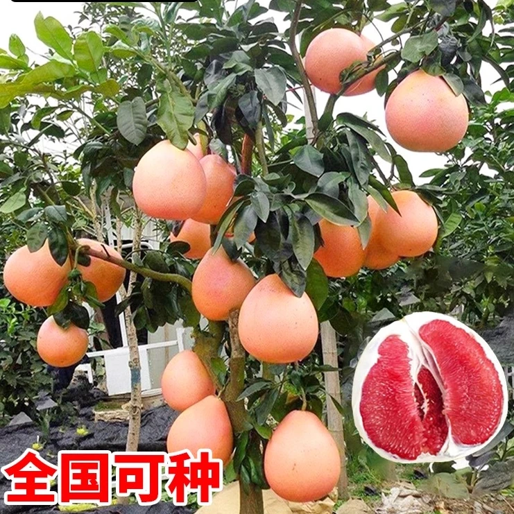 正宗嫁接柚子树苗红心蜜柚盆栽地栽南北方种植三红蜜柚苗