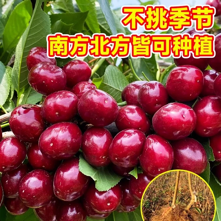 盆栽车厘子树苗盆栽嫁接果苗矮化黑珍珠大樱桃苗南北方庭院种植