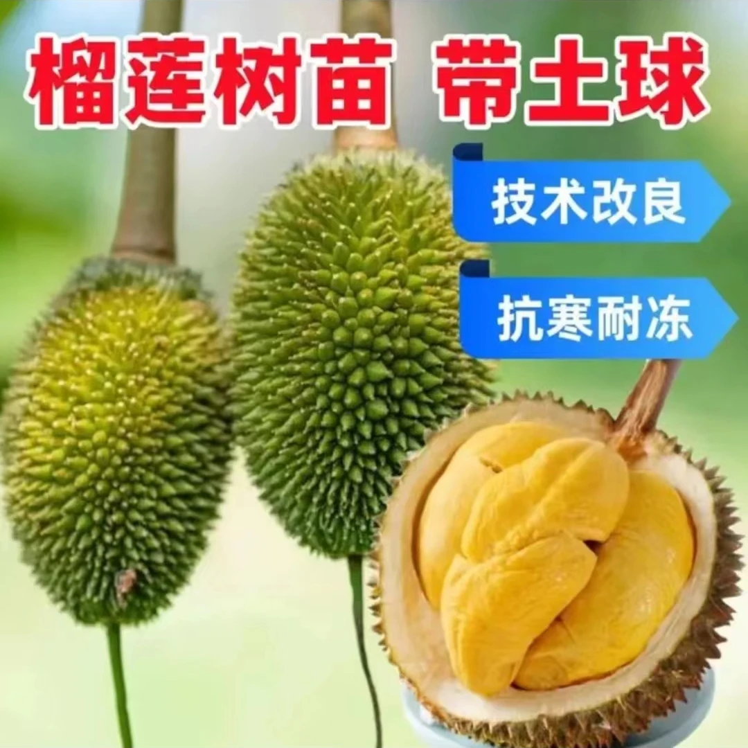 盆栽金枕头榴莲树苗盆栽果树苗南北种植猫山王庭院阳台四季种植