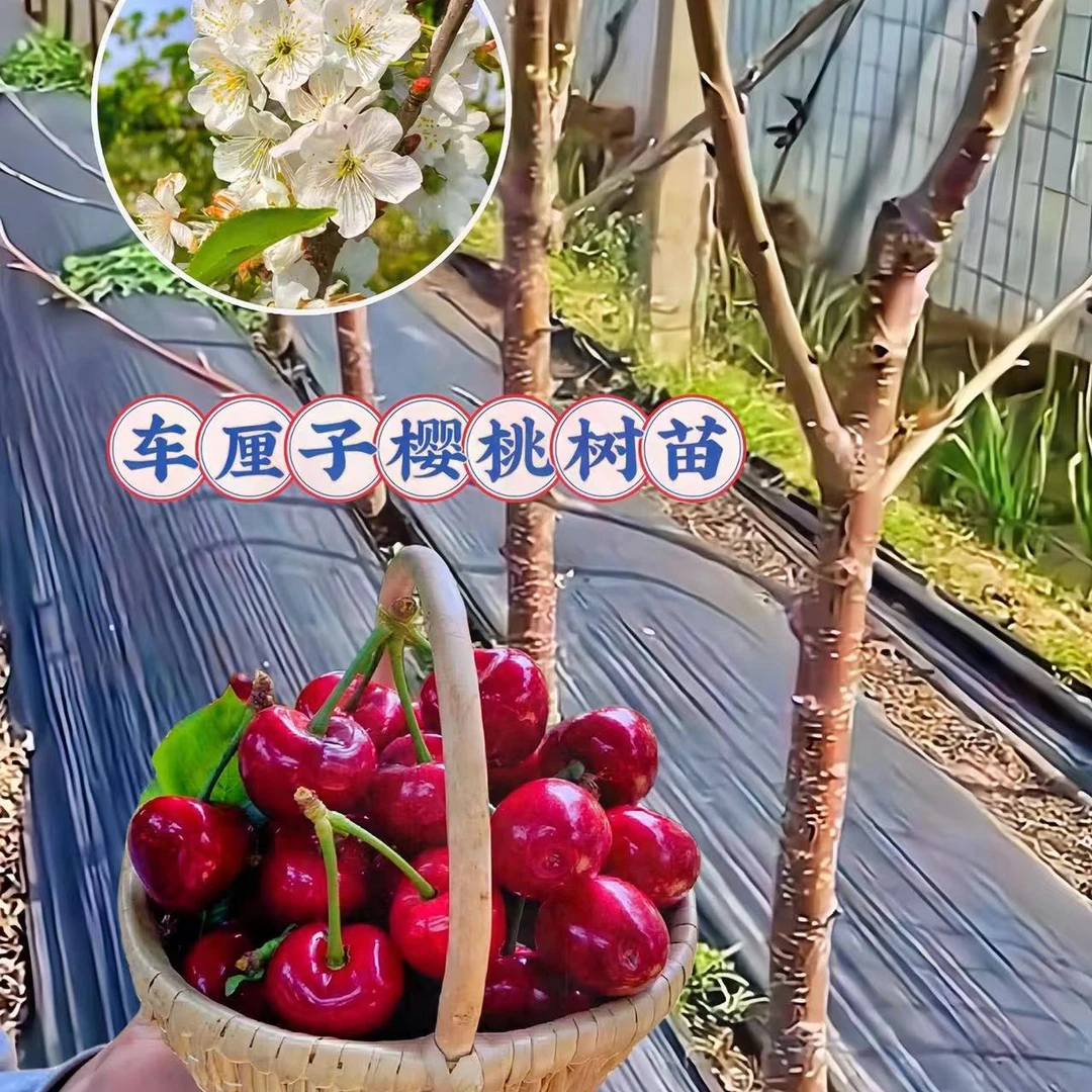 嫁接俄罗斯8号大樱桃树苖南方北方种植车厘子树苗当年结果果树苗