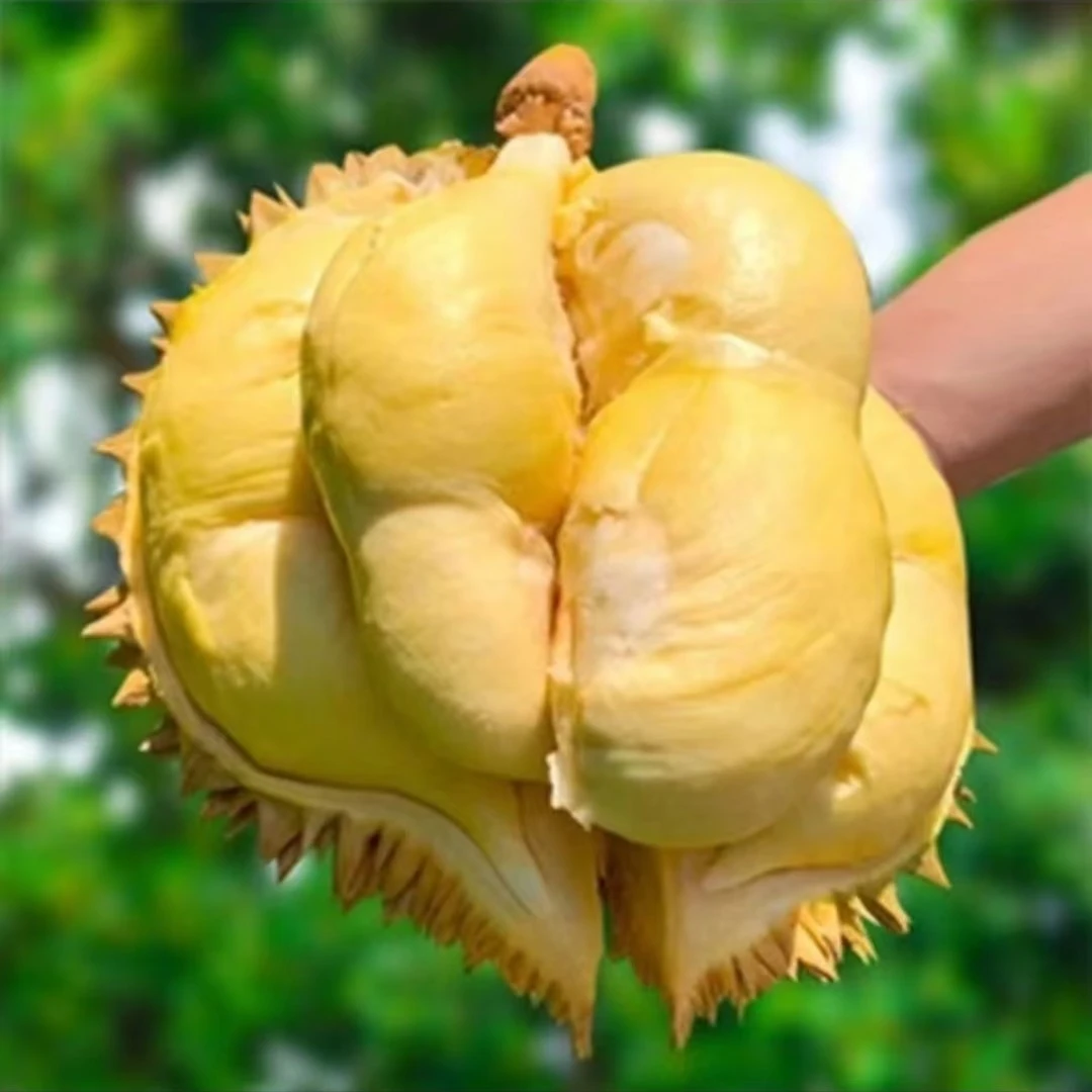 猫山王榴莲树苗盆栽果树苗南北种植金枕头猫山王庭院阳台四季种植