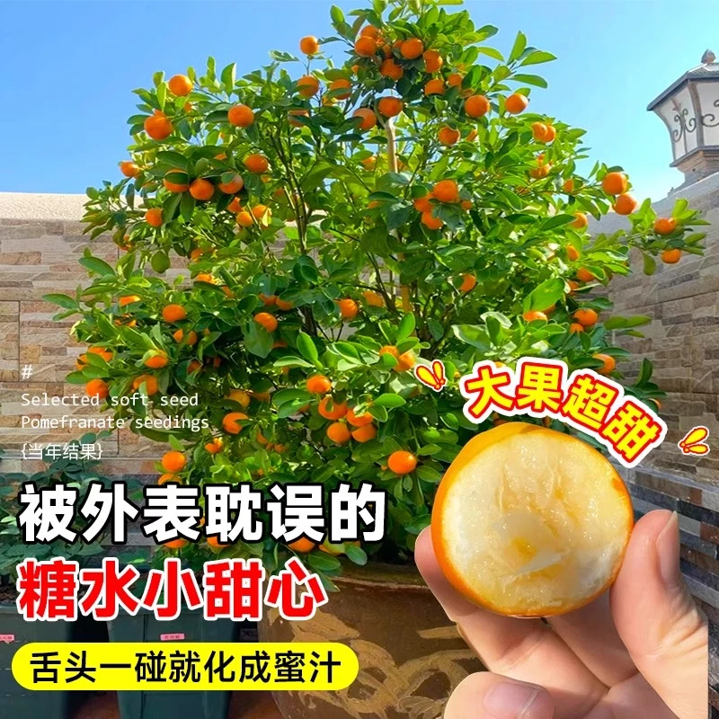脆皮金桔树树苗带果发橘子树南北方盆栽庭院地栽当年结果