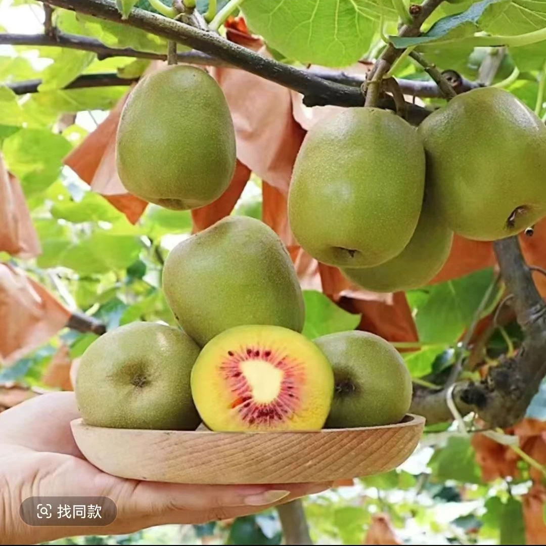 红心软枣猕猴桃树果苗弥猕猴桃苗嫁接南北方种植猕猴桃苗