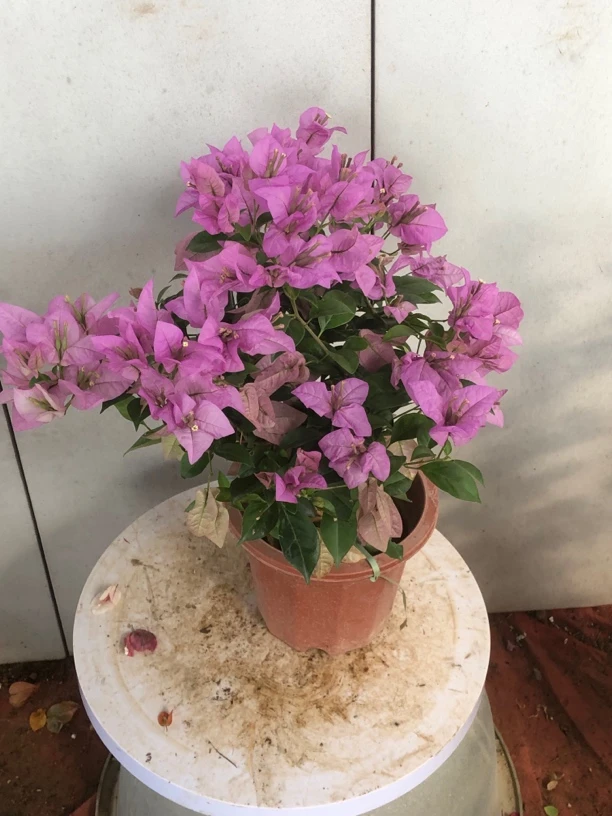 三角梅四季开花，介意掉花落叶慎拍