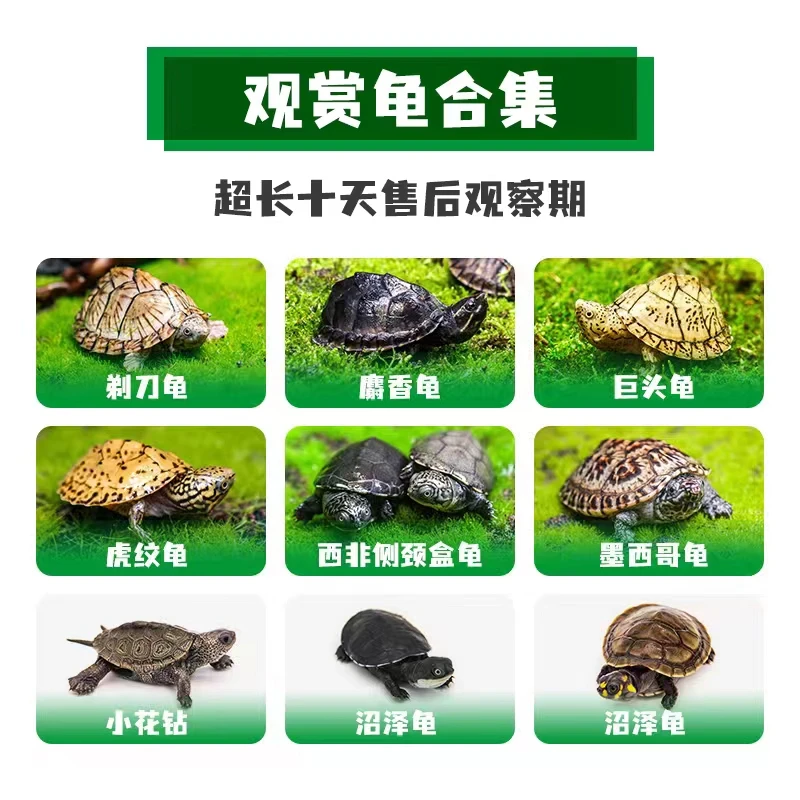 挑龟链接麝香蛋龟半水热带大乌龟热门直播专用请勿乱拍【新奇宠物】