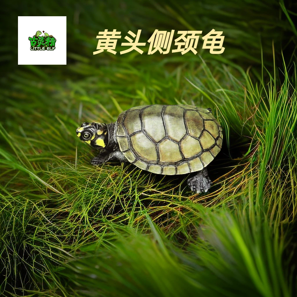 【黄头侧颈龟】黄头忍者神龟可爱观赏龟苗