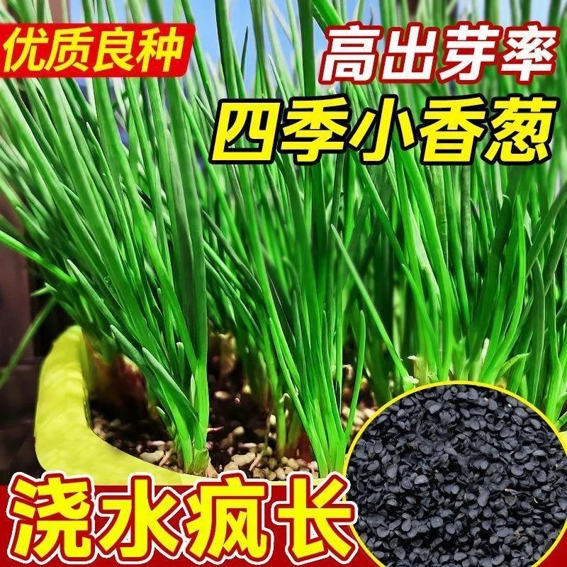 下单就发3包】四季小香葱籽香葱种子阳台室内盆栽家庭耐寒蔬菜种子
