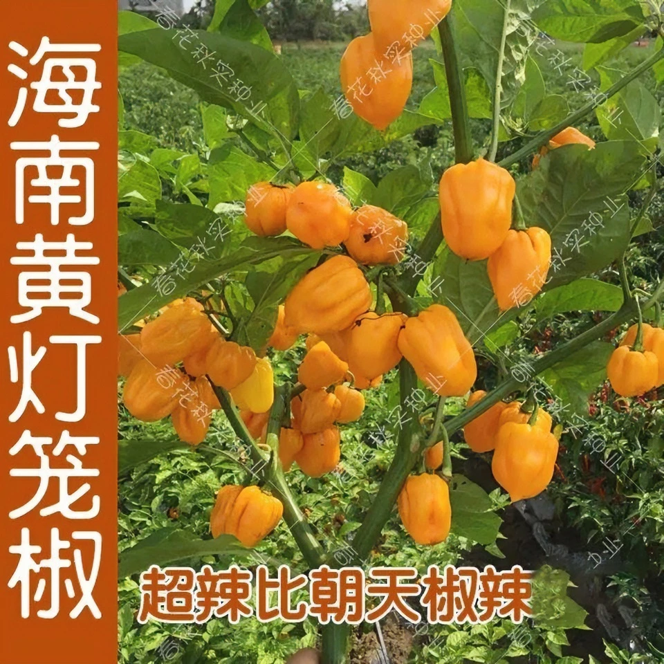 海南黄灯笼辣椒种子春季菜种籽特辣皇帝椒魔鬼椒阳台盆栽蔬菜种孑