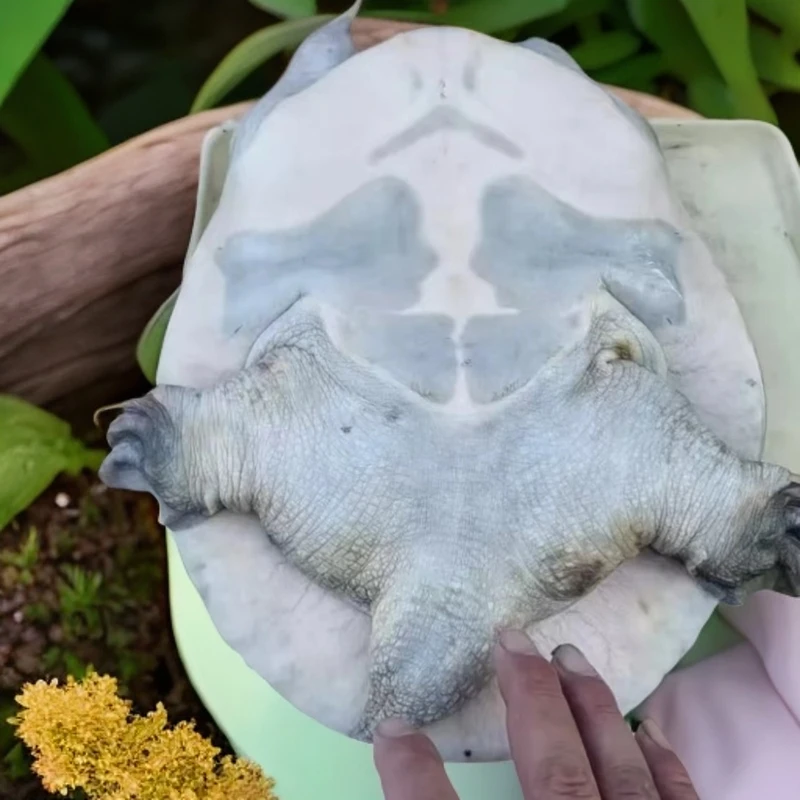 福利来啦老甲鱼两斤多的只要两位数包邮包活包到家