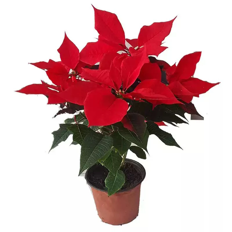 年宵花一品红盆栽一品粉圣诞花成品带花苞办公室前台公司摆放喜庆