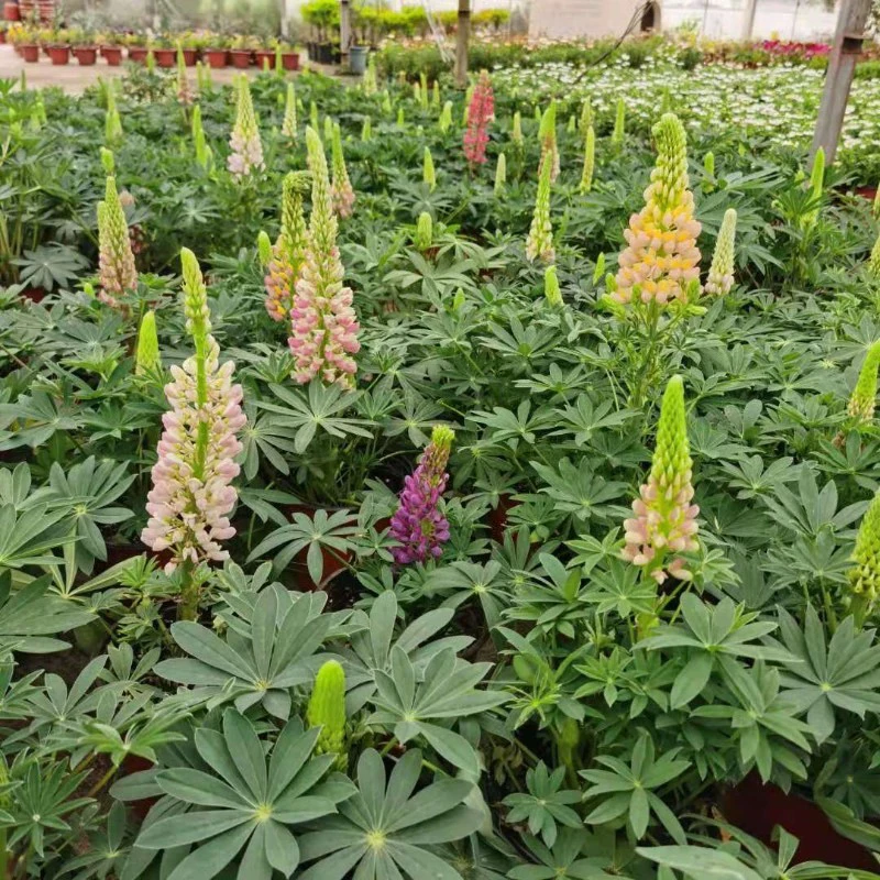 四季鲁冰花羽扁豆 羽扇豆盆栽植物花卉庭院阳台花苗景观绿化带花