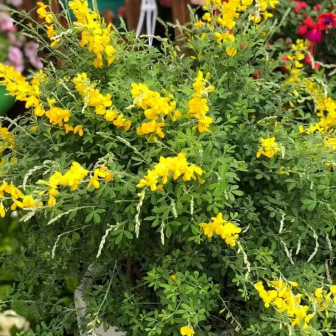 黄金雀盆栽大苗带花苞阳台庭院花卉多年生灌木绿植耐寒好养金雀花