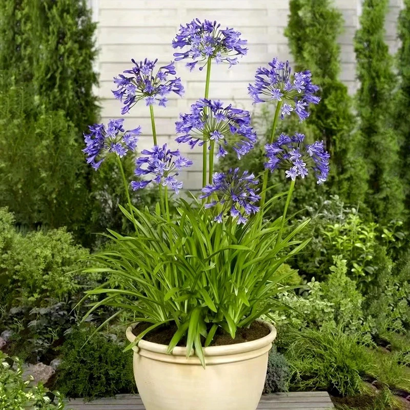 百子莲盆栽大苗耐热地栽多年生宿根植物阳台庭院花卉好养绿植蓝花