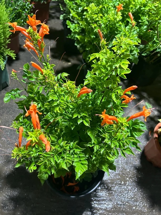 凌霄花苗树苗盆栽进口品种绿植庭院别墅绿化植物花卉