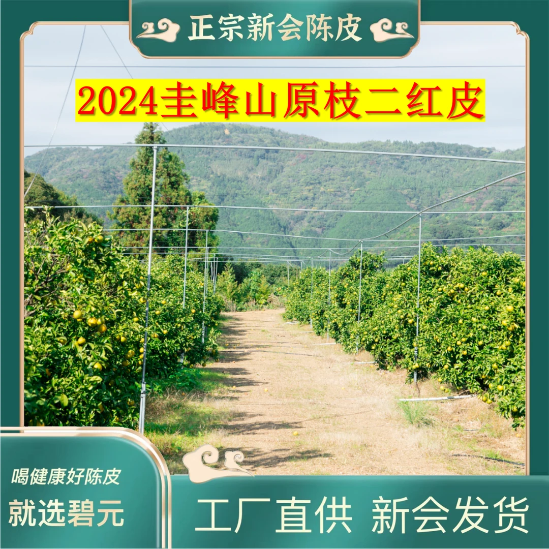 〖龙年映霜红〗2024年新会头采柑果王圭峰山二红皮生肖皮纪念珍藏款