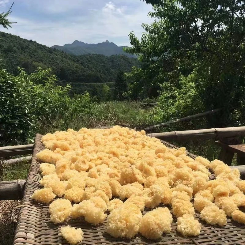 椴木小银耳野外生长白木耳特产无硫熏糯耳干货孕妇焖烧杯可糯