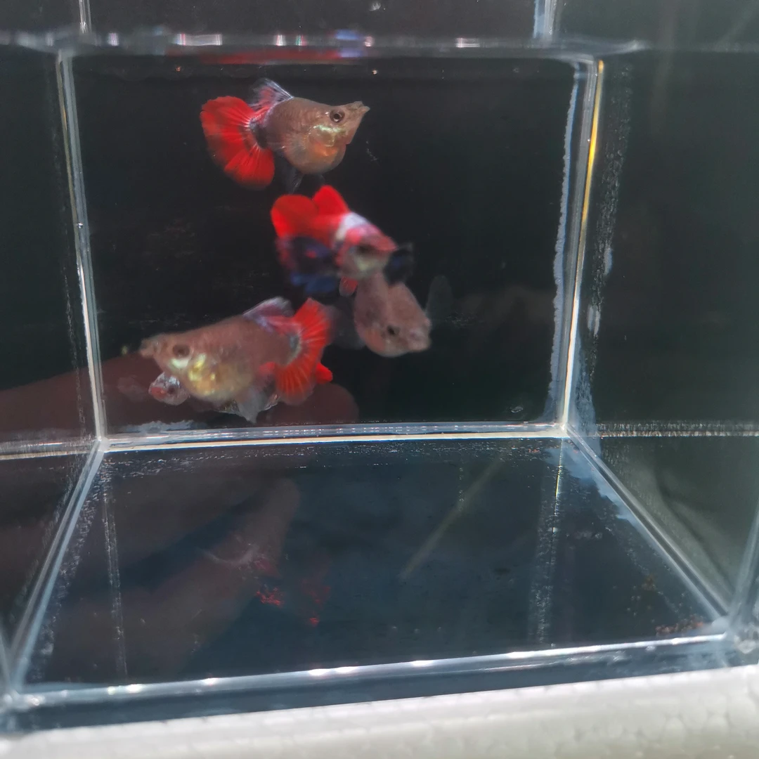 精品孔雀鱼越系白金象耳球体