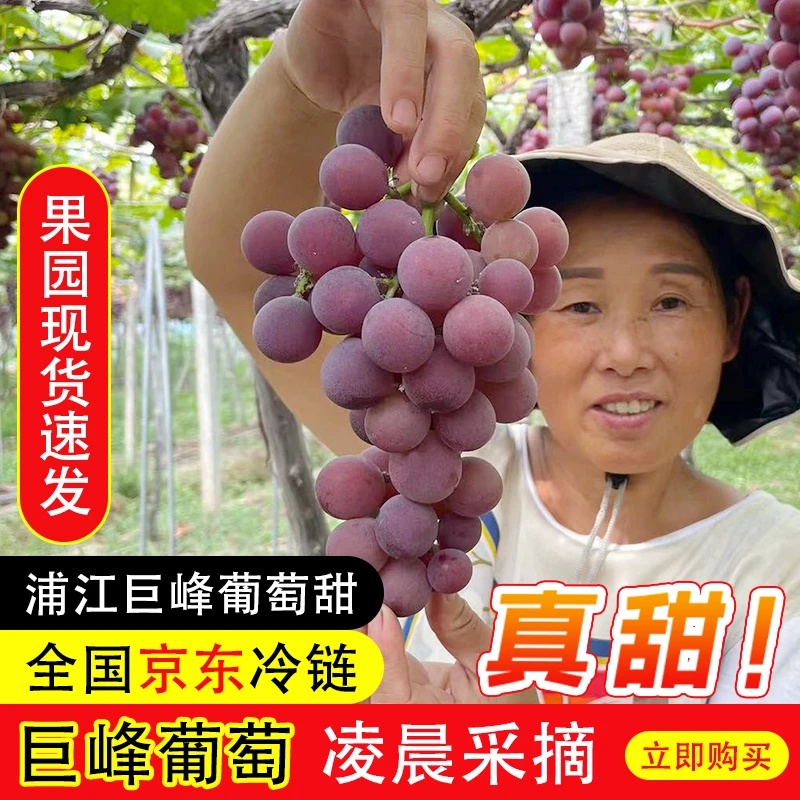 【江浙沪】正宗浦江新鲜颗粒巨峰葡萄自家果园现摘现发