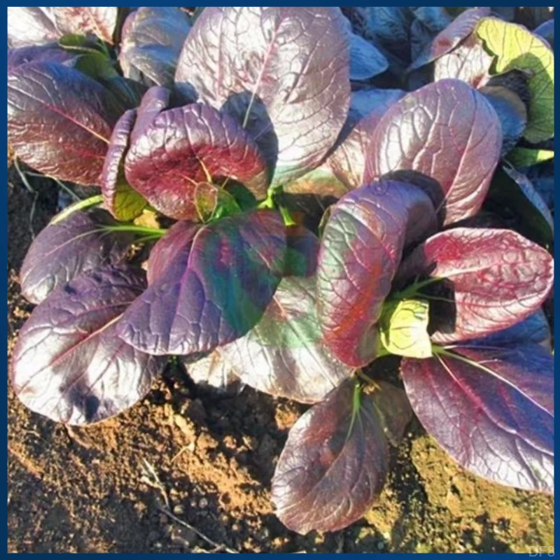 紫罗兰盆栽海青蔬耐寒蔬菜籽子青菜阳台菜种籽小小上四季青菜种子