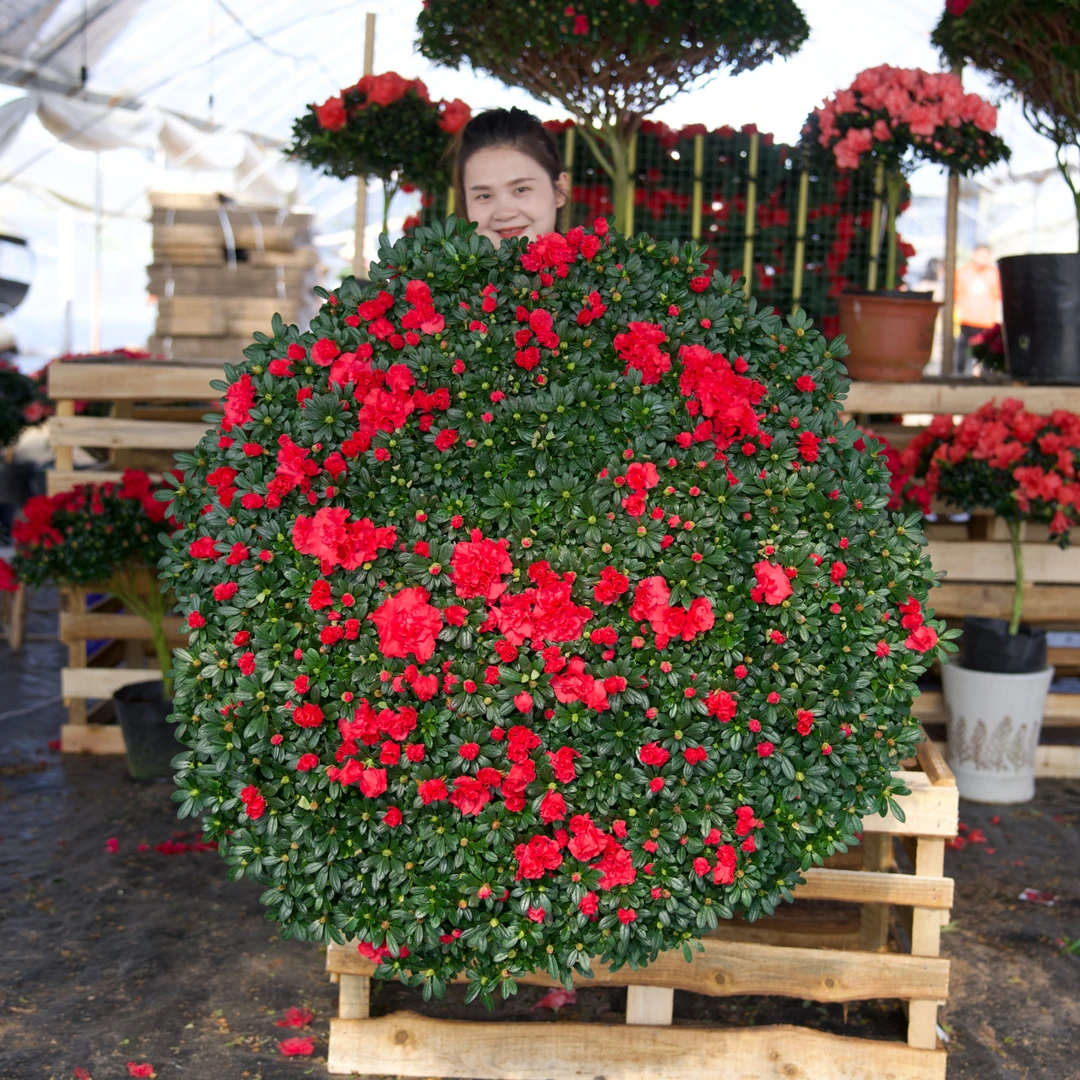 【48年桩龄】冠幅约1.2米红杜鹃过年开花四季花卉绿植耐寒大花