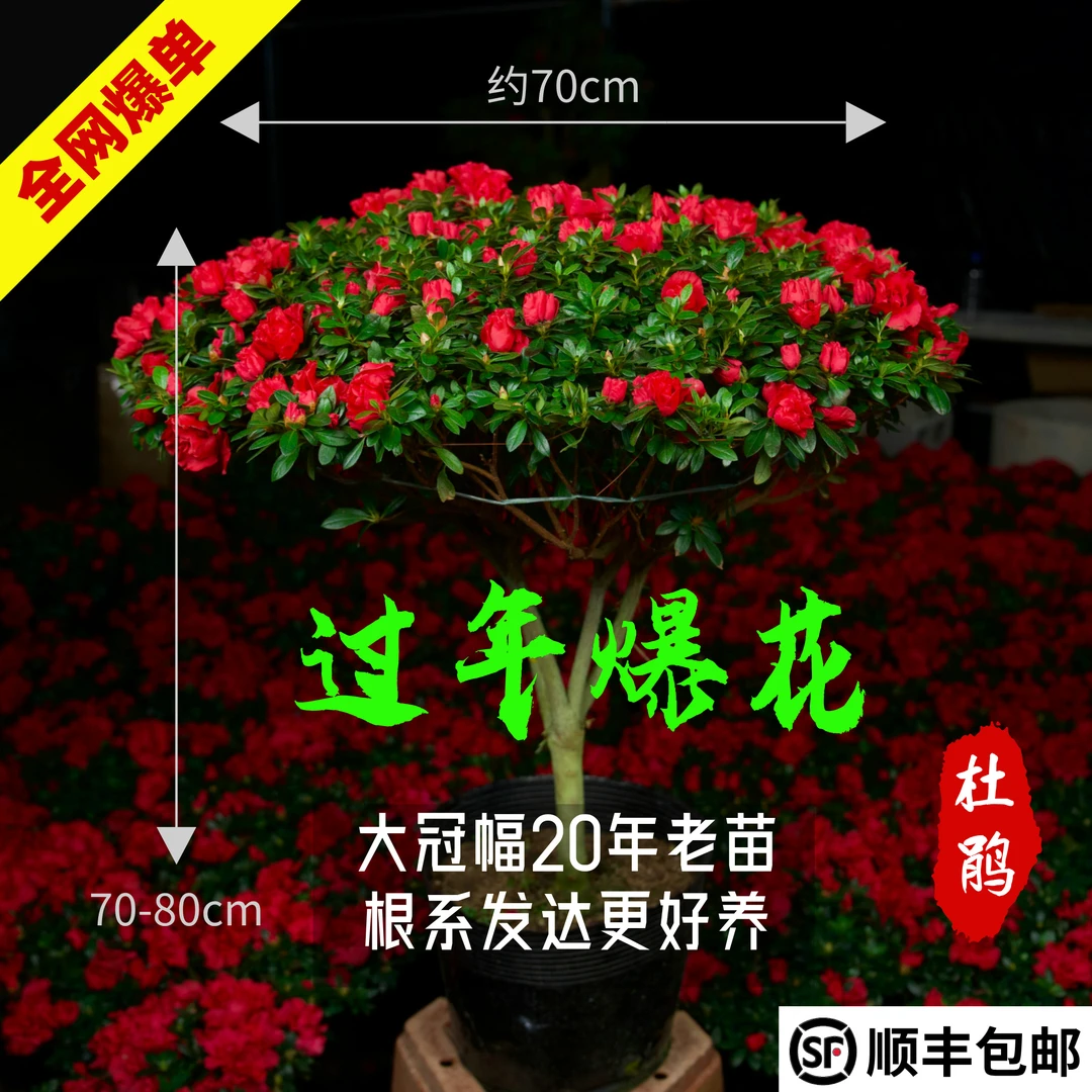 【20年桩龄】约65cm冠幅红杜鹃过年开花四季花卉绿植耐寒大花