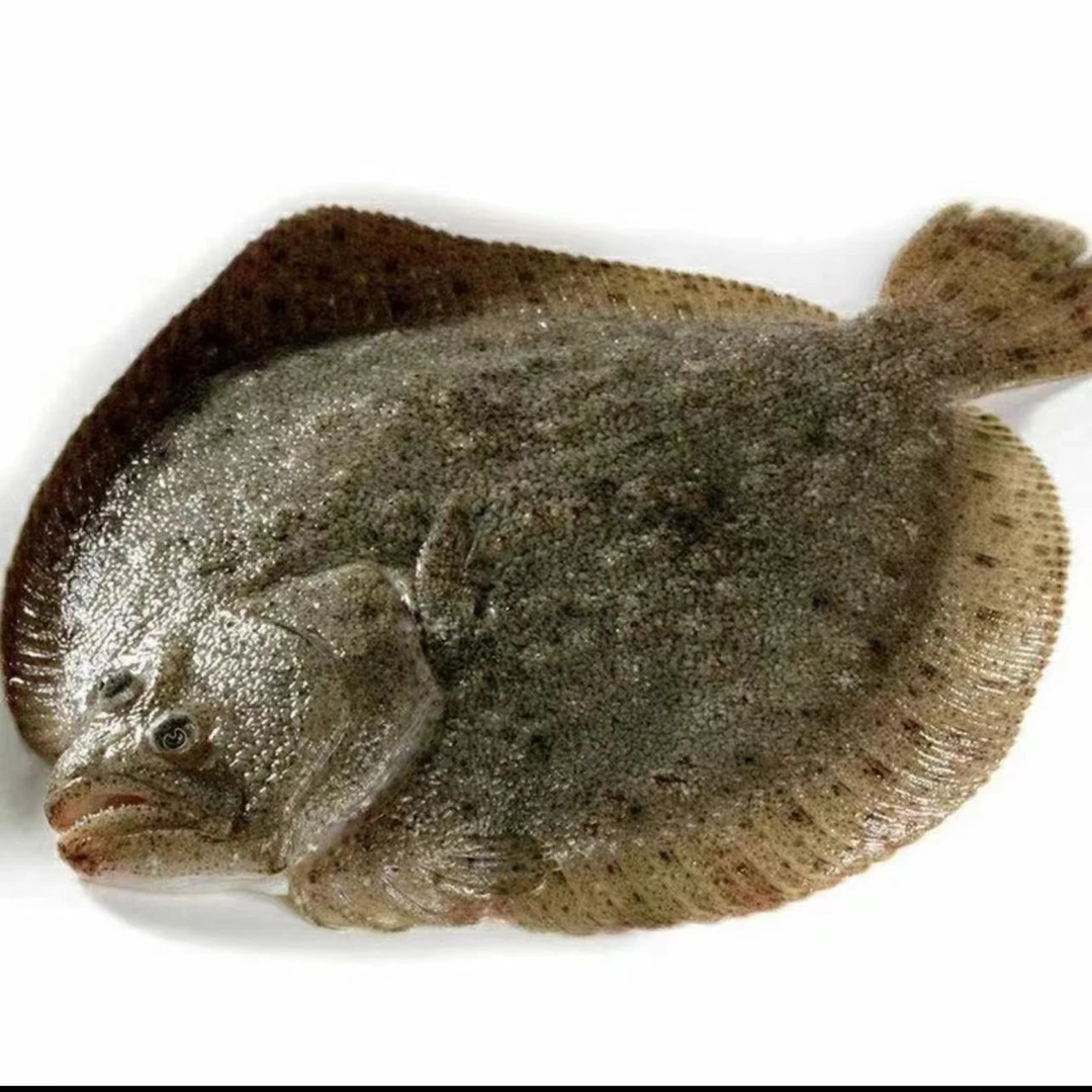 【家达海鲜臻选】新鲜多宝鱼