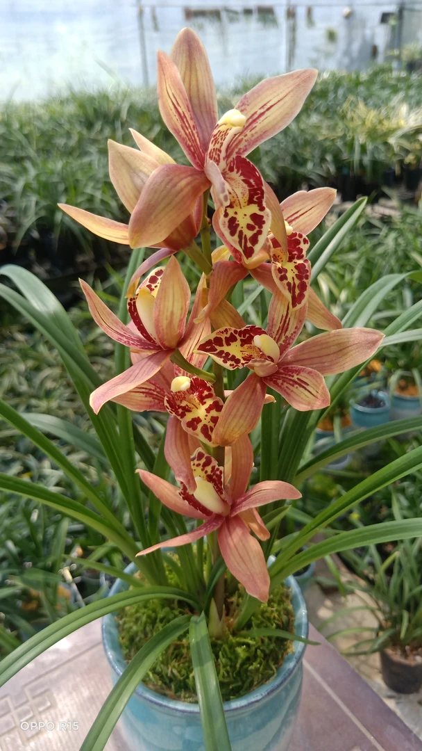 【紫霞仙子】拍一发二 蕙兰红花浓香花期春节前后