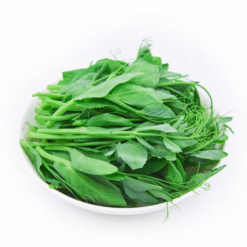 四川无须豌豆尖当季新鲜嫩豌豆苗露天种植蔬菜种子