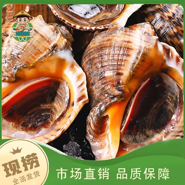 鲜活海螺500g