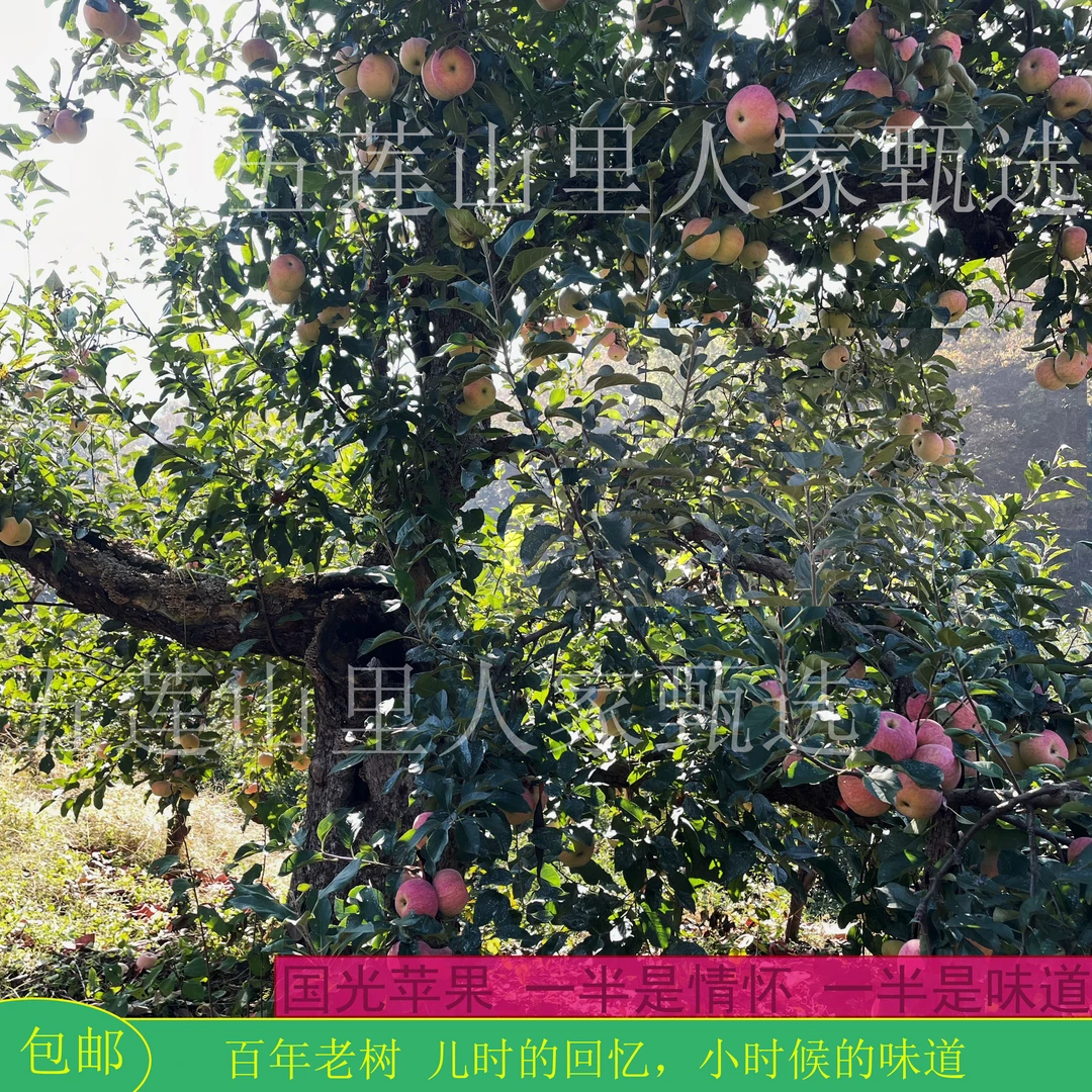 25年现摘现发山东五莲正宗老树国光怀旧酸酸甜甜苹果