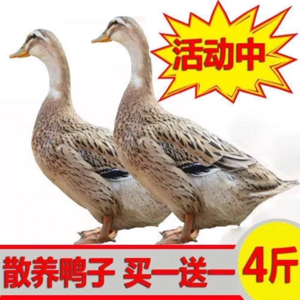 【39.9元买一送一到手2只】农村散养活鸭子肉鸭 无内脏鸭翅鸭爪