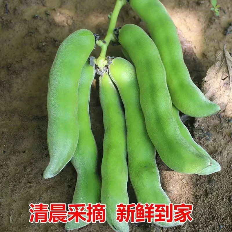 广西新鲜狗儿豆猫爪豆龙爪豆狗爪豆当季新鲜现摘农家特产带壳发货