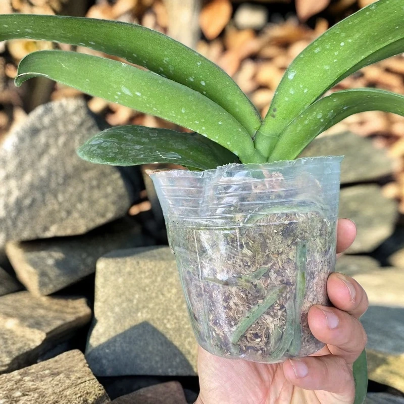 蝴蝶兰苗，叶片微炸裂，微烂根