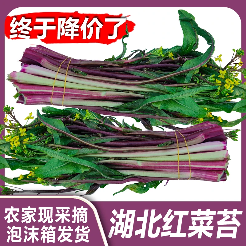湖北红菜苔新鲜菜苔现摘现发泡沫箱发货净重包邮