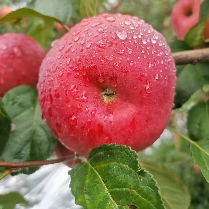 四川大凉山糖心丑苹果净重9斤特大果自然成熟新鲜可口皮薄甜多汁
