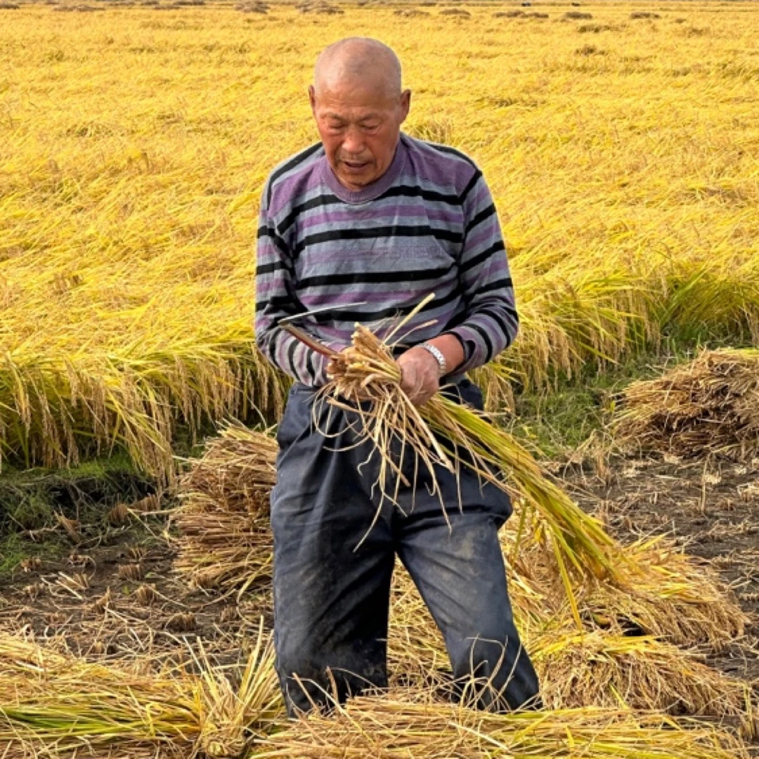 50斤稻花香大米真空包装加杂粮组合