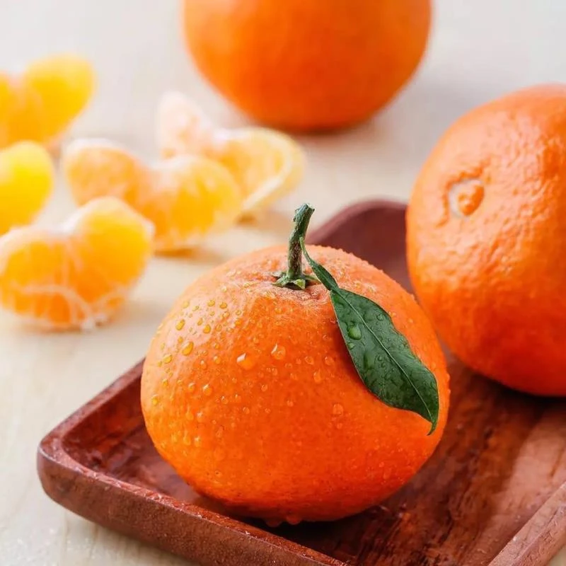 阳知光爱媛38号柑橘苗