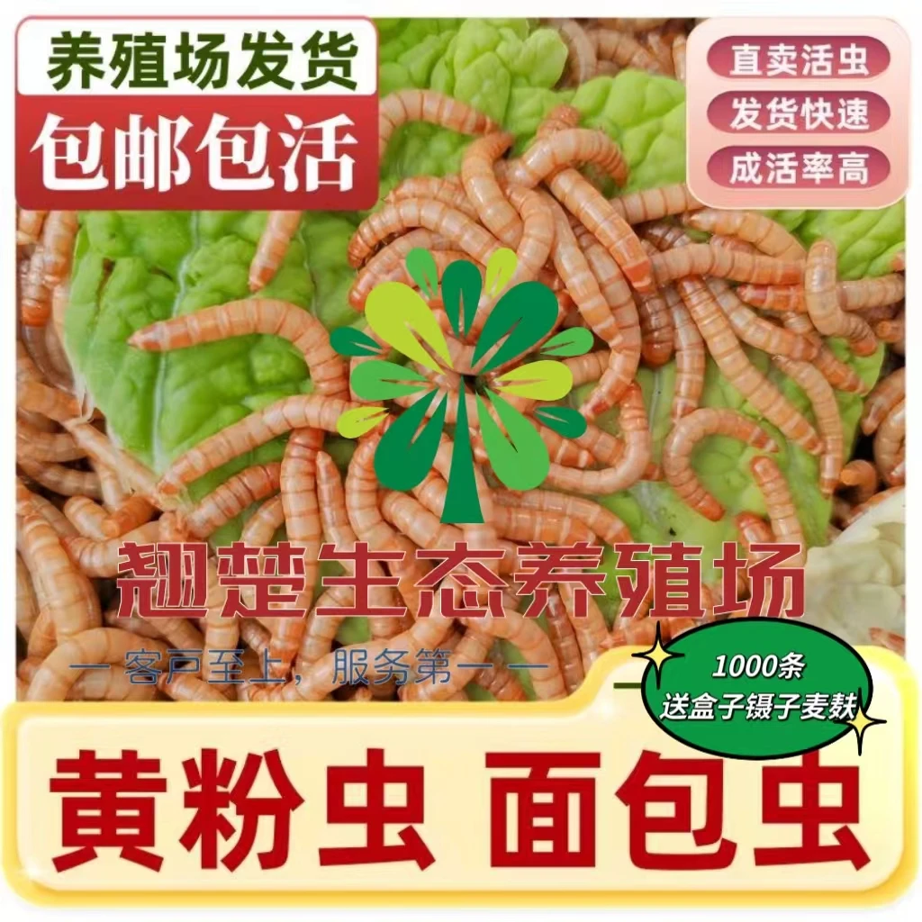 面包虫活体活饵黄粉虫宠物活体饲料钓鱼饵料1000条送麦麸镊子盒子