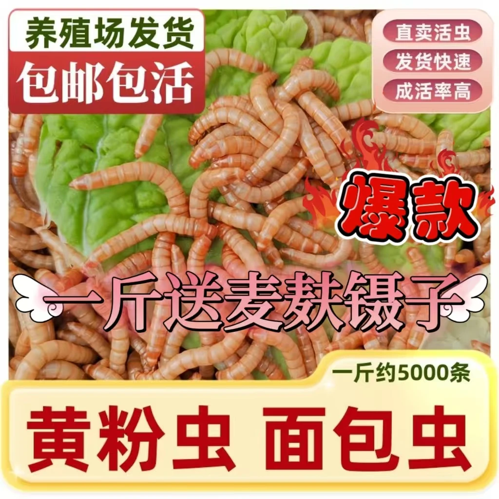 活面包虫活饵黄粉虫蛋白虫钓鱼饵料鱼鸟粮龟粮鼠粮鸡粮守宫爱吃