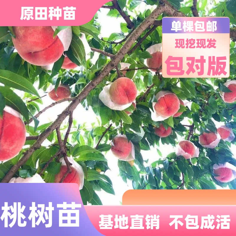 桃树苗嫁接苗（裸根苗）