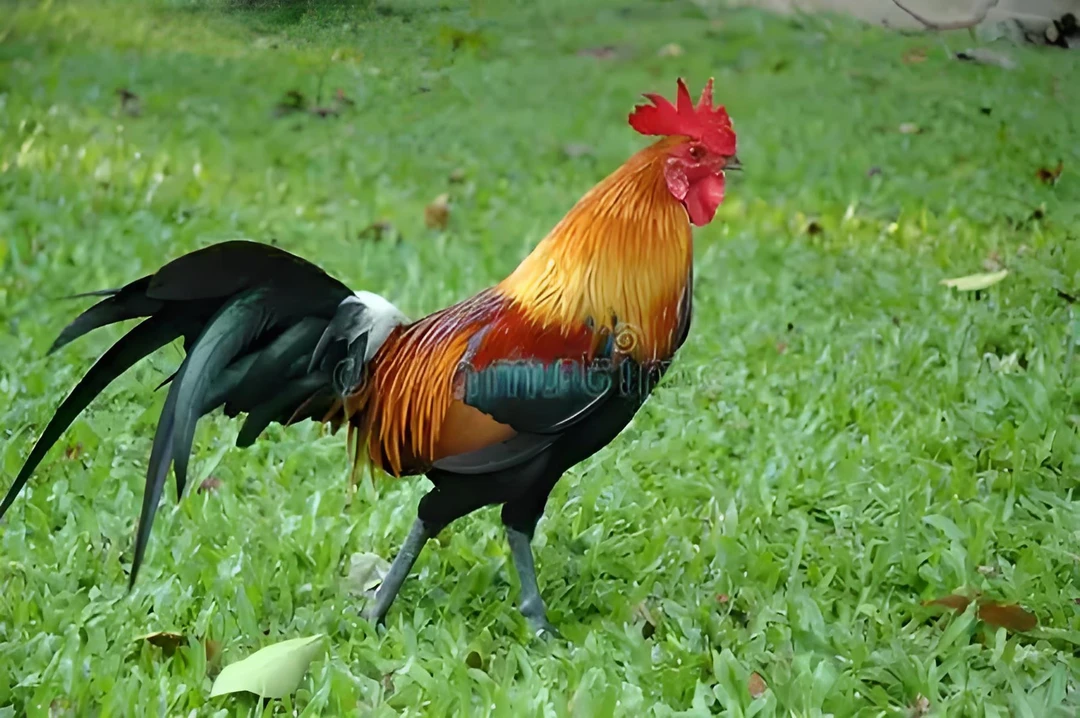 七个月虫草粮食跑山黑脚大公鸡能飞会跳天山雪水现杀现宰全疆包邮
