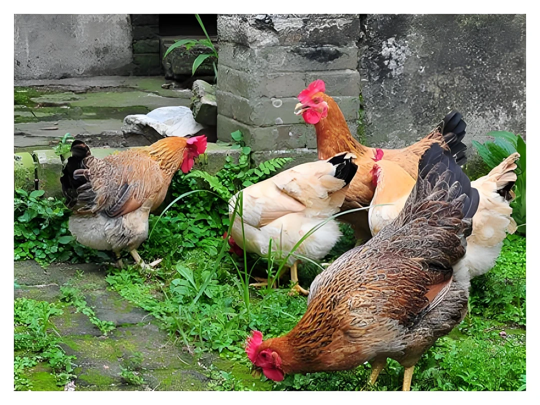 农家果园 本地散养走地 一年八个月以上咱新疆人自己家的鸡杠杠的